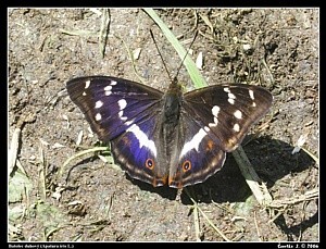 batolec duhov� - foto J. �vestka