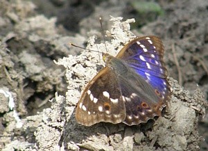 batolec �erven� - foto V. Fanta