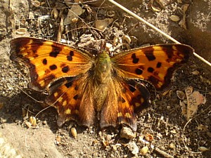 babočka bílé c - foto H. Krylová