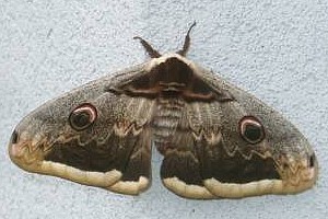 martináč hrušňový - foto Klima
