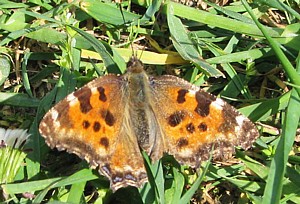 babočka jilmová - foto M. Zelenka