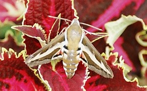 lišaj svízelový - foto Z. Rusínová