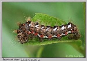 šípověnka hojná - foto J. Burián