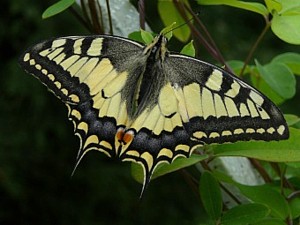 otakárek fenyklový - foto J. Čapková