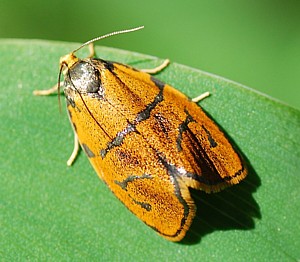 obaleč - foto J. Vališová