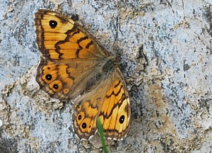 okáč zední - foto J. Večeřa