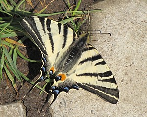 otakárek ovocný - foto K. Hill
