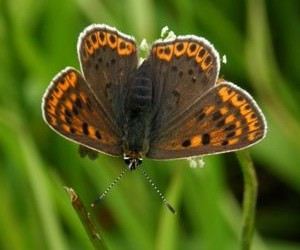 ohniváček černoskvrnný - foto P. Lebeda